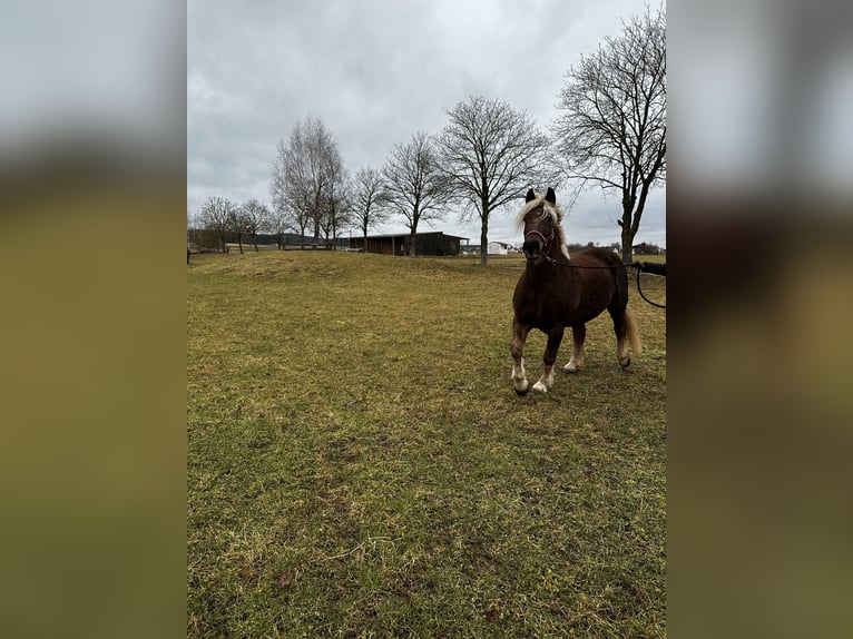 Kasztanowaty koń szwarcwaldzki Klacz 4 lat 160 cm Kasztanowata in Gunzenhausen