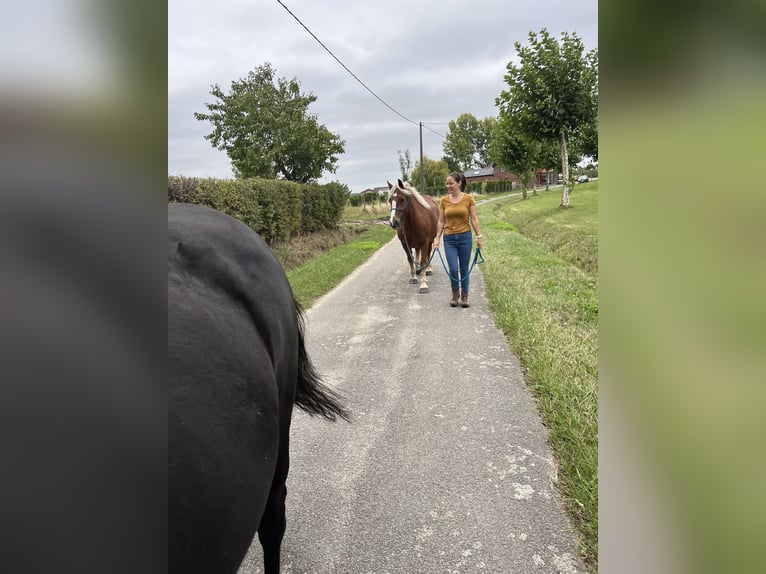 Kasztanowaty koń szwarcwaldzki Klacz 5 lat 145 cm  in Grazen