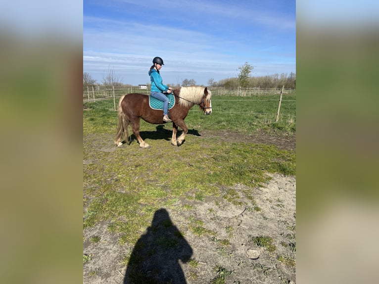 Kasztanowaty koń szwarcwaldzki Klacz 5 lat 145 cm  in Grazen