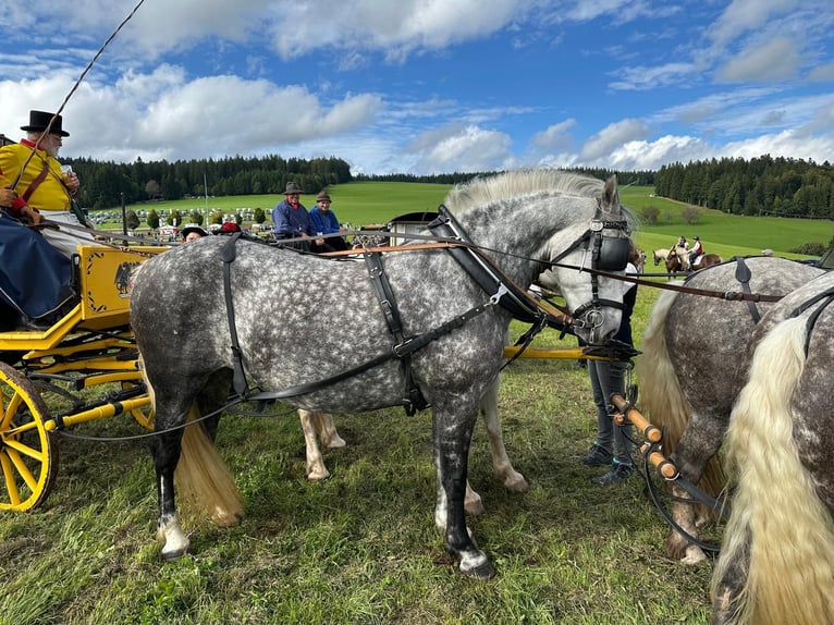 Kasztanowaty koń szwarcwaldzki Mix Klacz 8 lat 158 cm Siwa jabłkowita in Weilheim