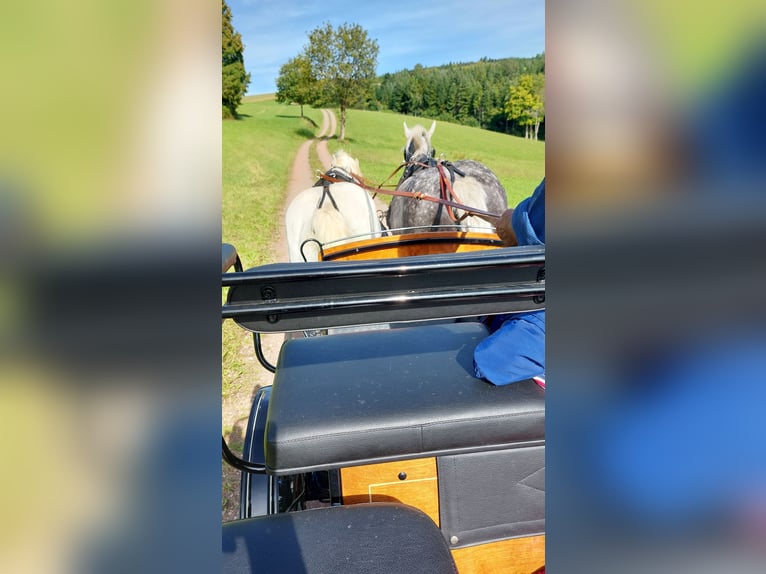 Kasztanowaty koń szwarcwaldzki Mix Klacz 8 lat 158 cm Siwa jabłkowita in Weilheim