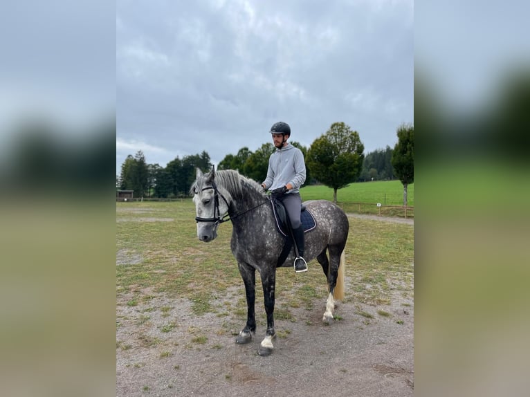 Kasztanowaty koń szwarcwaldzki Mix Klacz 8 lat 158 cm Siwa jabłkowita in Weilheim