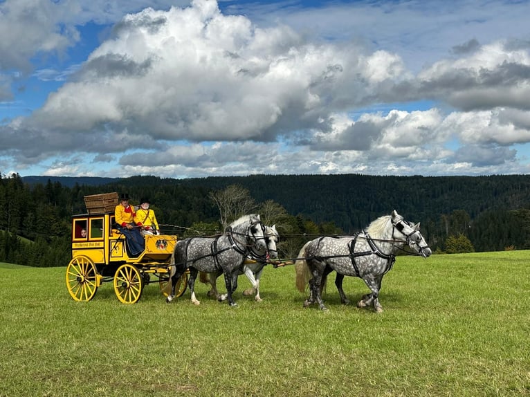 Kasztanowaty koń szwarcwaldzki Mix Klacz 8 lat 158 cm Siwa jabłkowita in Weilheim