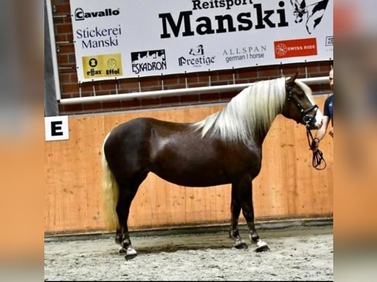 Kasztanowaty koń szwarcwaldzki Klacz  152 cm Ciemnokasztanowata in Baumgarten