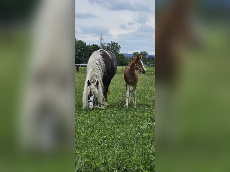 Kasztanowaty koń szwarcwaldzki Klacz Źrebak (05/2024) Ciemnokasztanowata in Bad Wurzach