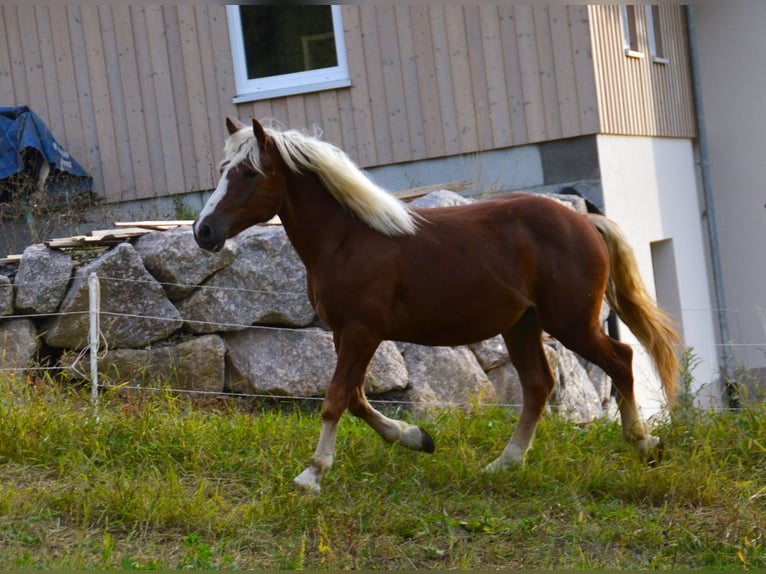 Kasztanowaty koń szwarcwaldzki Ogier 1 Rok 155 cm Kasztanowata in Bonndorf im Schwarzwald