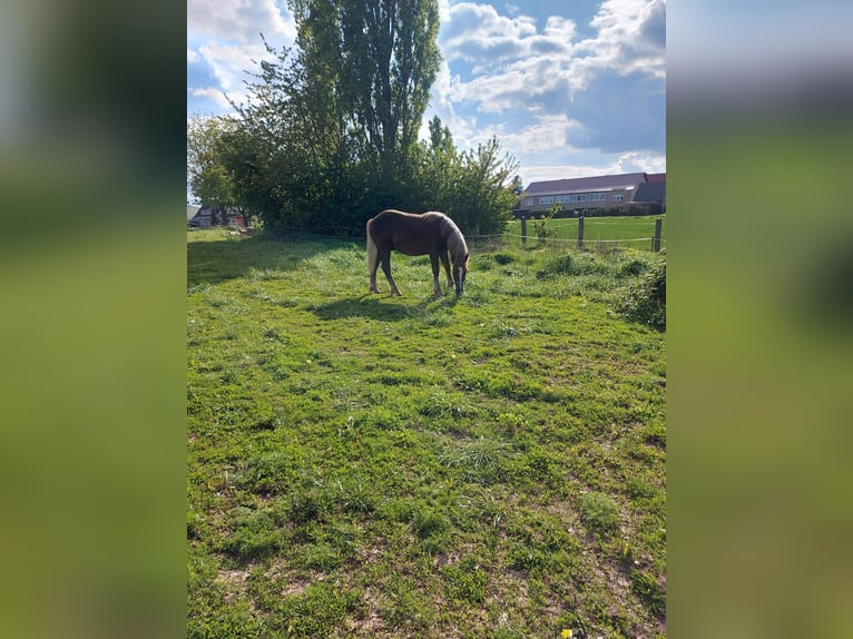 Kasztanowaty koń szwarcwaldzki Ogier 1 Rok Ciemnokasztanowata in Welbsleben
