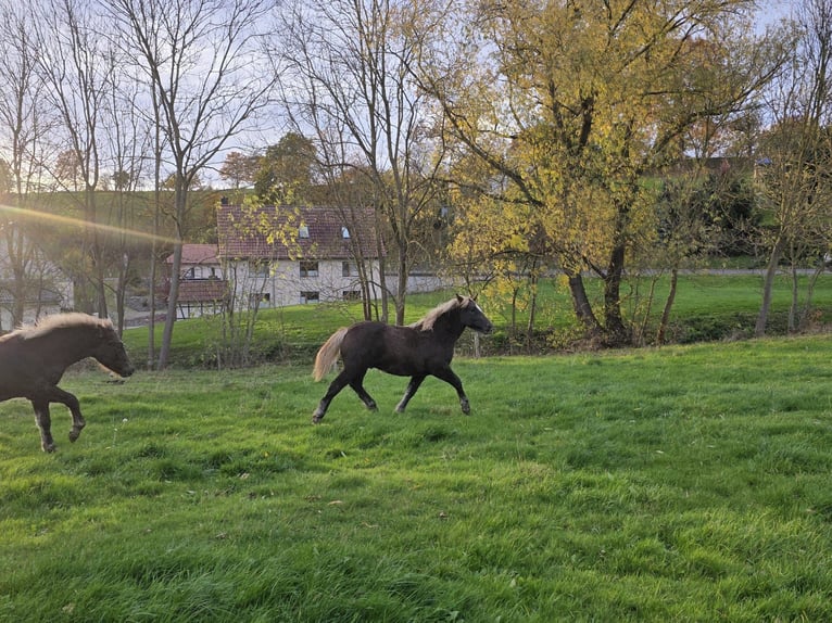 Kasztanowaty koń szwarcwaldzki Ogier 1 Rok Ciemnokasztanowata in Burgwalde