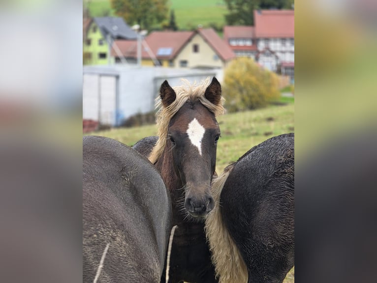 Kasztanowaty koń szwarcwaldzki Ogier 1 Rok Ciemnokasztanowata in Burgwalde