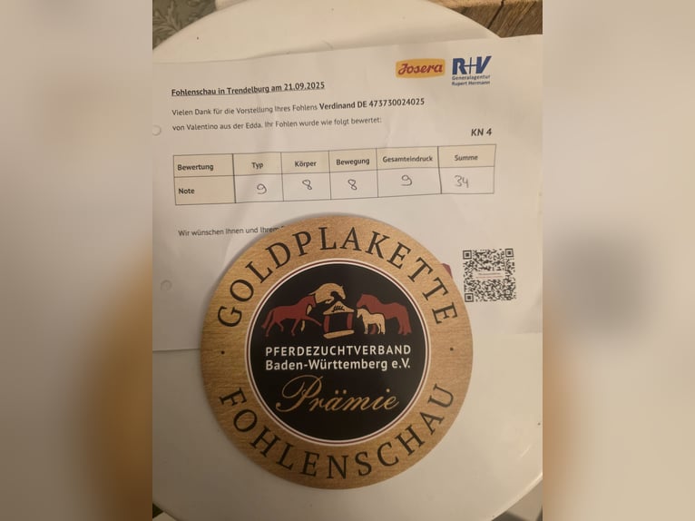 Kasztanowaty koń szwarcwaldzki Ogier 1 Rok Ciemnokasztanowata in Burgwalde