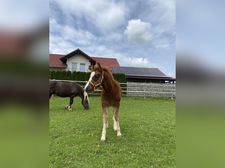 Kasztanowaty koń szwarcwaldzki Ogier 1 Rok Ciemnokasztanowata in Bad Wurzach