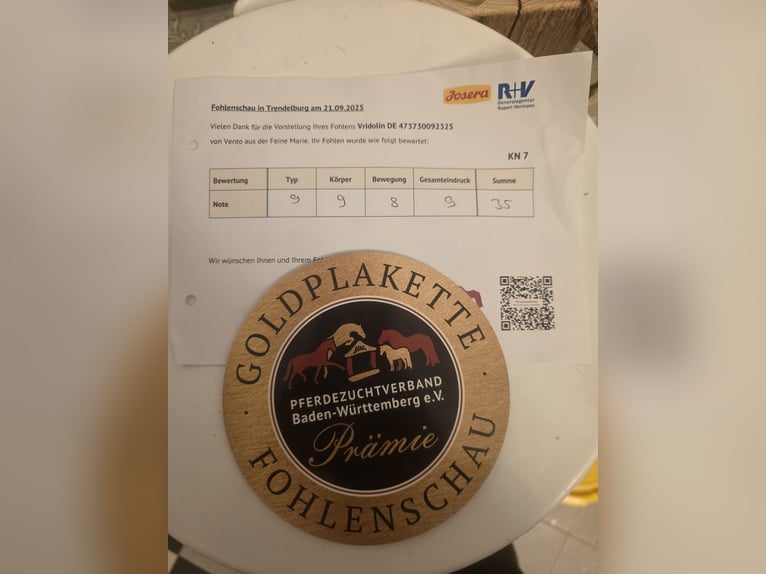 Kasztanowaty koń szwarcwaldzki Ogier 1 Rok Ciemnokasztanowata in Burgwalde
