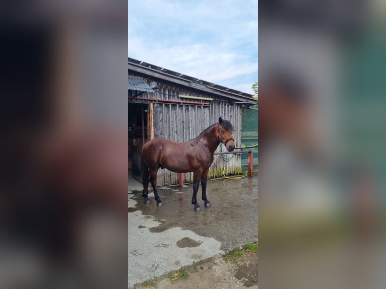Kasztanowaty koń szwarcwaldzki Ogier 1 Rok Gniada in Berg