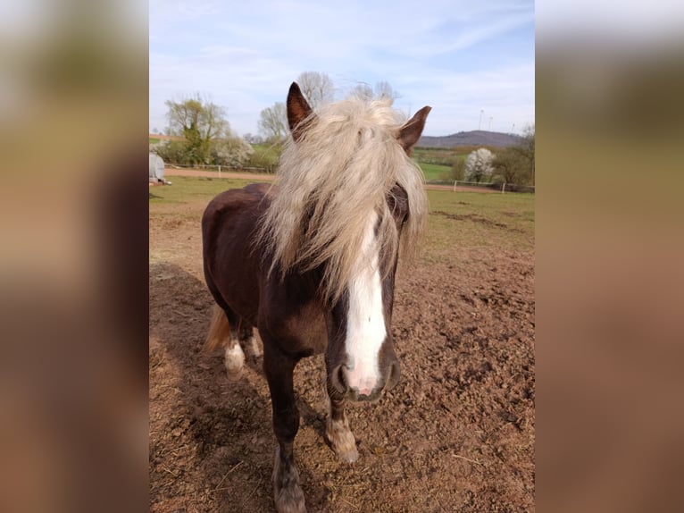 Kasztanowaty koń szwarcwaldzki Ogier 2 lat 150 cm Ciemnokasztanowata in Winnweiler