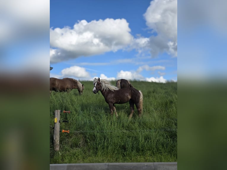 Kasztanowaty koń szwarcwaldzki Ogier 2 lat Ciemnokasztanowata in Burgwalde