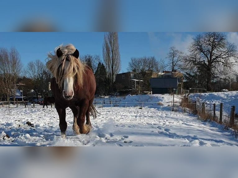 Kasztanowaty koń szwarcwaldzki Ogier 9 lat 148 cm Ciemnokasztanowata in Renkum