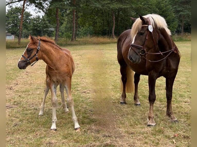 Kasztanowaty koń szwarcwaldzki Ogier Źrebak (04/2026) 152 cm Ciemnokasztanowata in Northeim