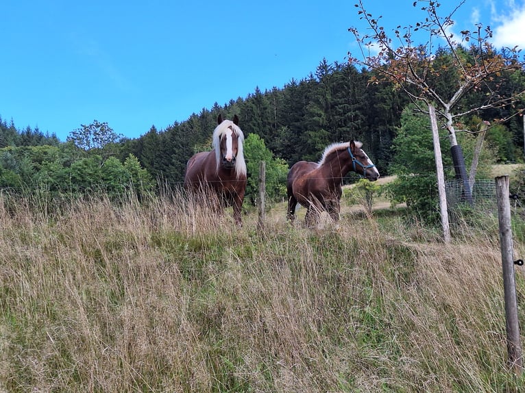 Kasztanowaty koń szwarcwaldzki Ogier Źrebak (05/2025) 153 cm Ciemnokasztanowata in Gutach im Breisgau