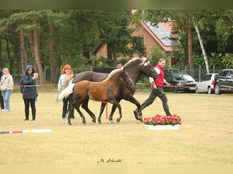 Kasztanowaty koń szwarcwaldzki Ogier Źrebak (02/2026) 153 cm Ciemnokasztanowata in Wangelnstedt