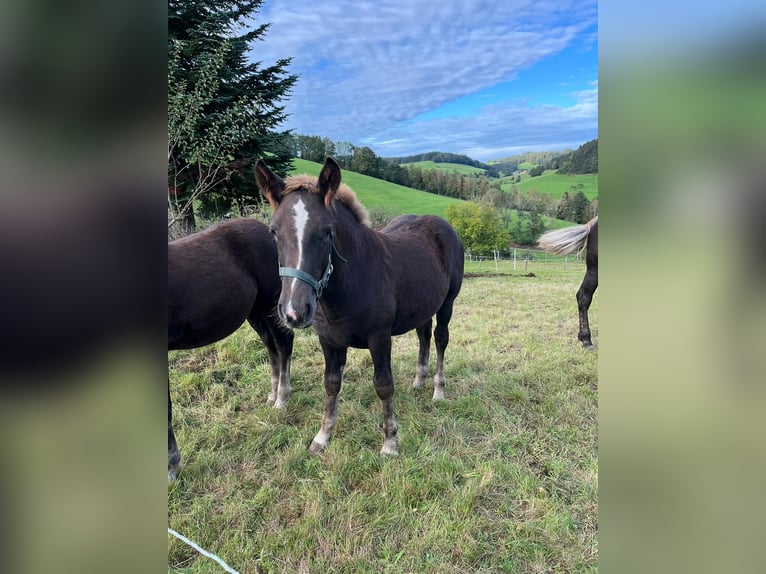 Kasztanowaty koń szwarcwaldzki Ogier  Ciemnokasztanowata in Elzach-Prechtal