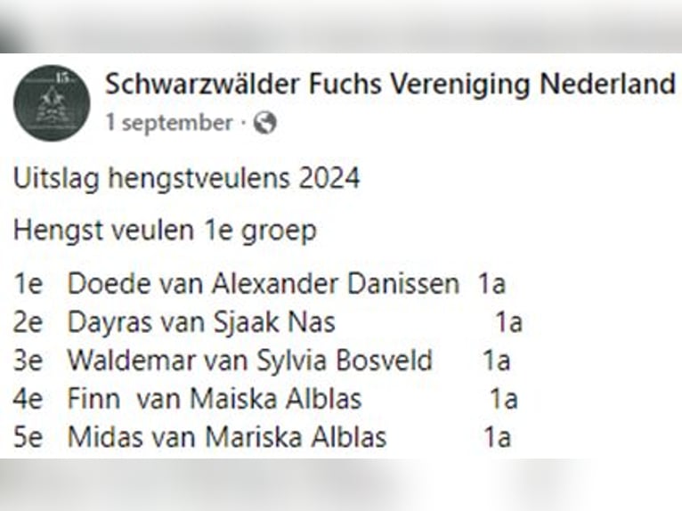 Kasztanowaty koń szwarcwaldzki Ogier Źrebak (05/2024) Ciemnokasztanowata in Geesteren