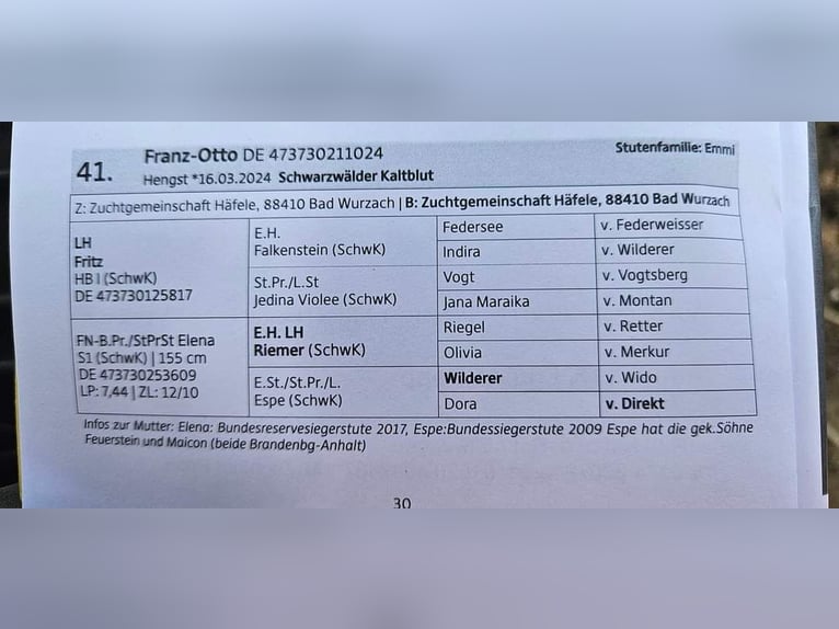 Kasztanowaty koń szwarcwaldzki Ogier Źrebak (03/2024) Ciemnokasztanowata in Bad Wurzach