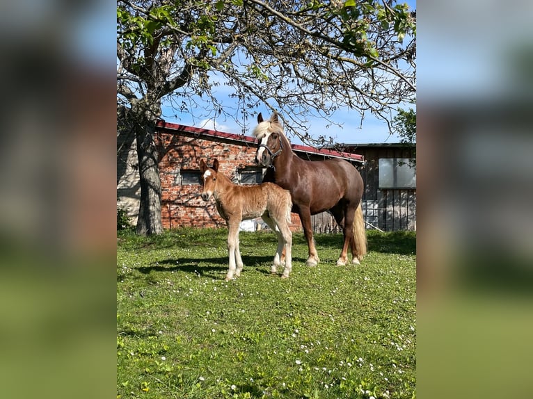 Kasztanowaty koń szwarcwaldzki Ogier Źrebak (04/2024) in Belgern