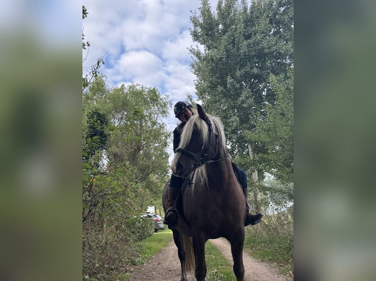 Kasztanowaty koń szwarcwaldzki Wałach 12 lat 149 cm Ciemnokasztanowata in Belfeld