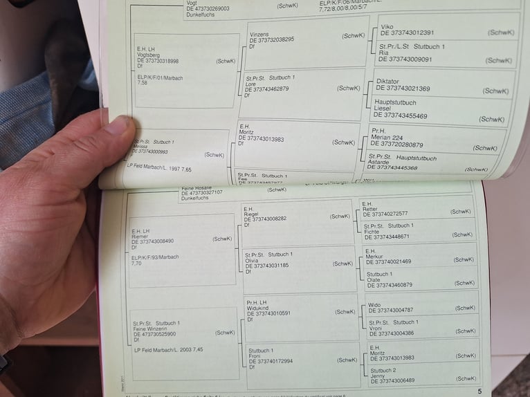 Kasztanowaty koń szwarcwaldzki Wałach 13 lat 154 cm in Unterwaldhausen