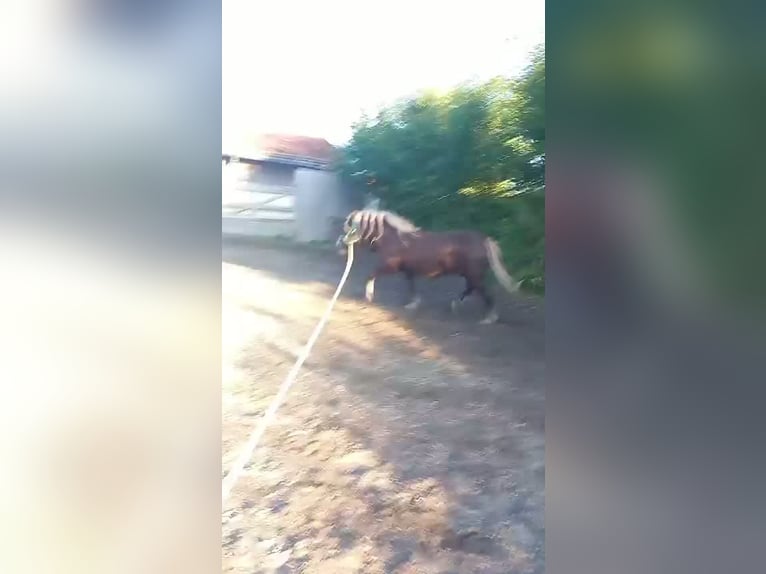 Kasztanowaty koń szwarcwaldzki Wałach 14 lat 148 cm Kasztanowata in Markt Rettenbach