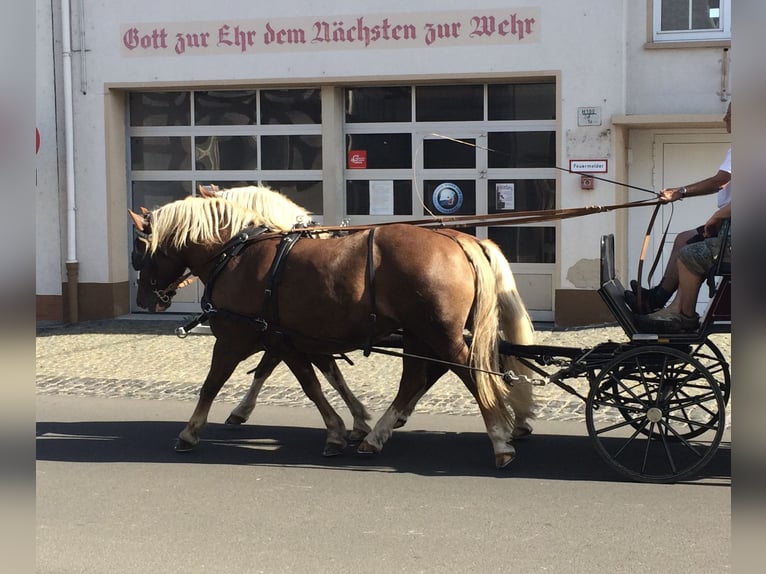 Kasztanowaty koń szwarcwaldzki Wałach 19 lat Kasztanowata in Ranstadt