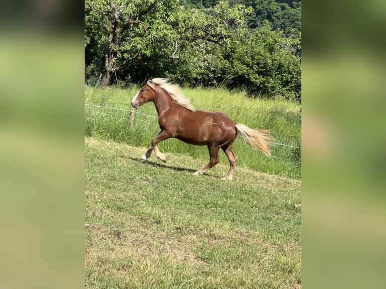 Kasztanowaty koń szwarcwaldzki Wałach 1 Rok 153 cm Ciemnokasztanowata in Nassau