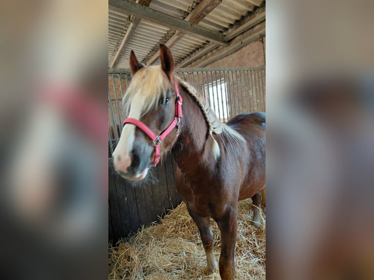 Kasztanowaty koń szwarcwaldzki Wałach 2 lat 150 cm Ciemnogniada in Eschweiler