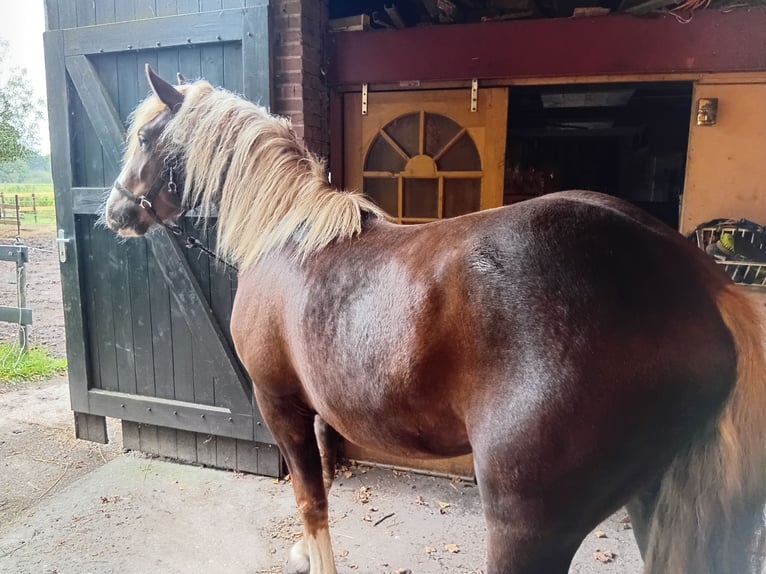 Kasztanowaty koń szwarcwaldzki Wałach 2 lat 154 cm Ciemnokasztanowata in Koekange