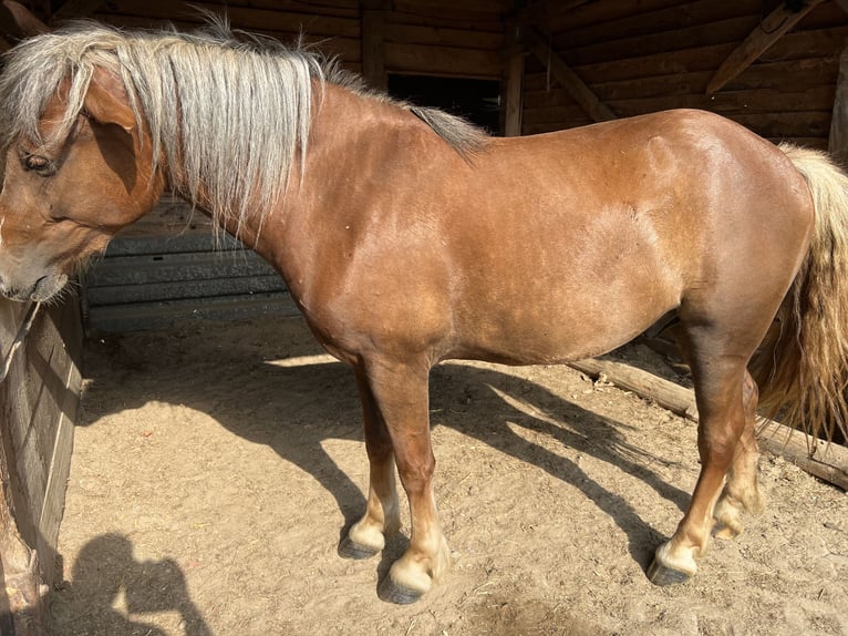 Kasztanowaty koń szwarcwaldzki Mix Wałach 3 lat 143 cm Ciemnokasztanowata in Bad Ems
