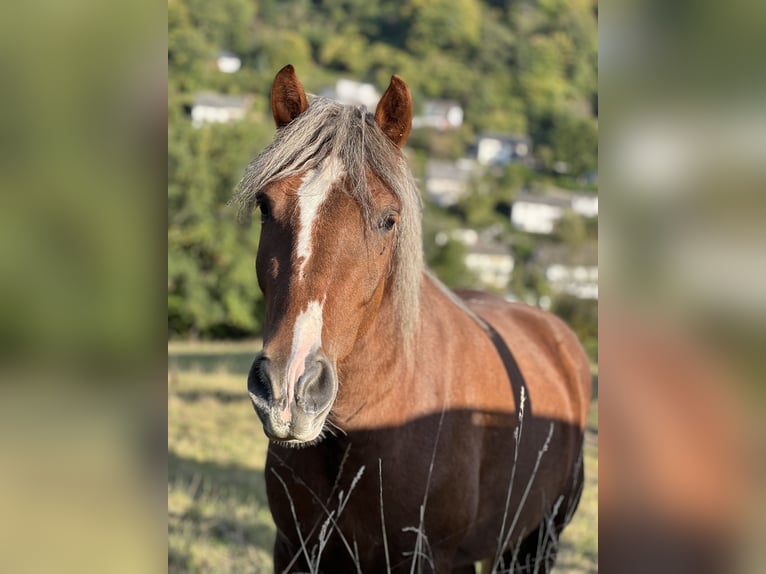 Kasztanowaty koń szwarcwaldzki Mix Wałach 3 lat 143 cm Ciemnokasztanowata in Bad Ems