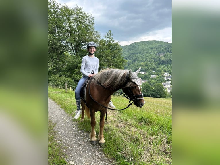 Kasztanowaty koń szwarcwaldzki Mix Wałach 3 lat 143 cm Ciemnokasztanowata in Bad Ems