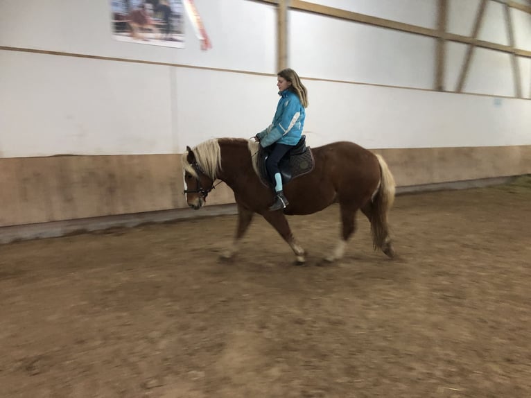 Kasztanowaty koń szwarcwaldzki Mix Wałach 3 lat 149 cm Kasztanowata in Auenwald