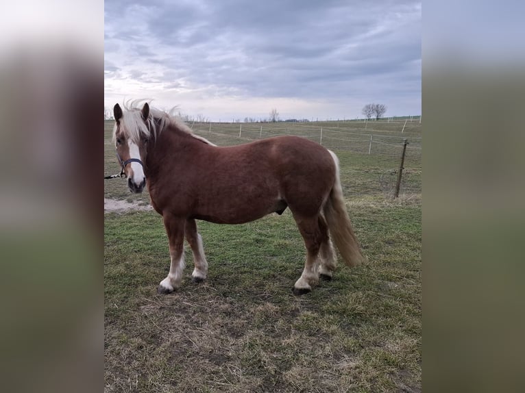 Kasztanowaty koń szwarcwaldzki Wałach 4 lat 145 cm  in Steinhöfel