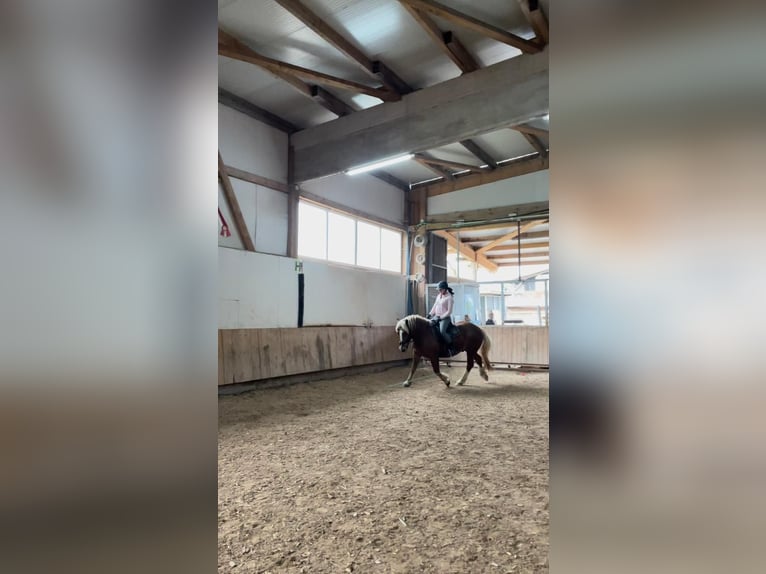 Kasztanowaty koń szwarcwaldzki Mix Wałach 4 lat 146 cm Kasztanowata in Auenwald