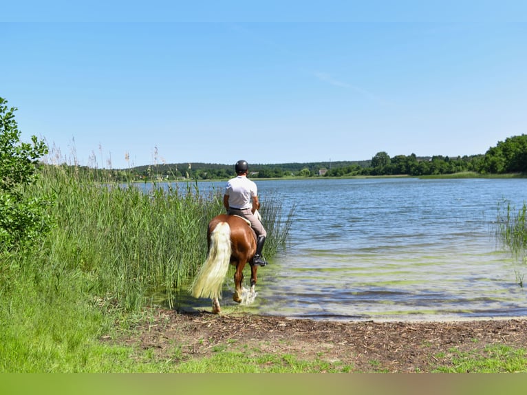 Kasztanowaty koń szwarcwaldzki Wałach 4 lat 149 cm Ciemnokasztanowata in Seebad Bansin