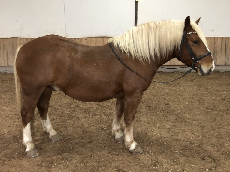 Kasztanowaty koń szwarcwaldzki Mix Wałach 4 lat 149 cm Kasztanowata in Auenwald