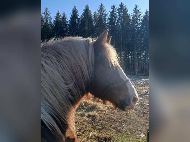 Kasztanowaty koń szwarcwaldzki Wałach 4 lat 150 cm Ciemnokasztanowata in Ehrenkirchen