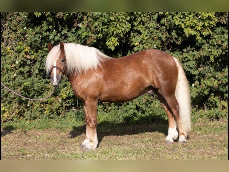 Kasztanowaty koń szwarcwaldzki Wałach 4 lat 155 cm Ciemnokasztanowata in Straubenhardt