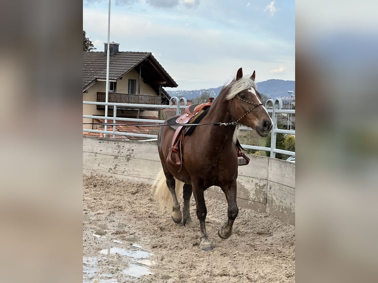 Kasztanowaty koń szwarcwaldzki Wałach 6 lat 152 cm Kasztanowata in Laufen