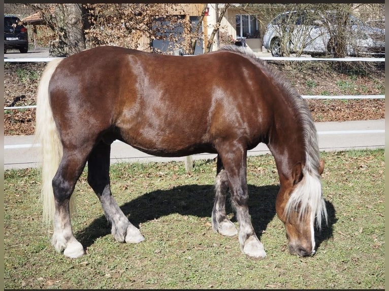 Kasztanowaty koń szwarcwaldzki Wałach 6 lat 153 cm Ciemnokasztanowata in Breitenbach