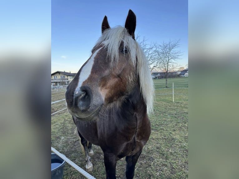 Kasztanowaty koń szwarcwaldzki Wałach 6 lat 153 cm Ciemnokasztanowata in Breitenbach