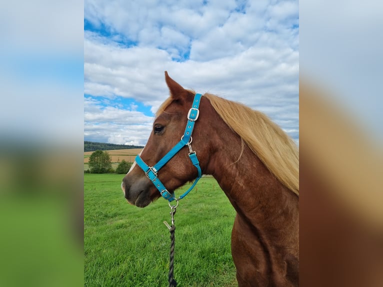 Kasztanowaty koń szwarcwaldzki Wałach 6 lat 158 cm Kasztanowata in Neunkirchen