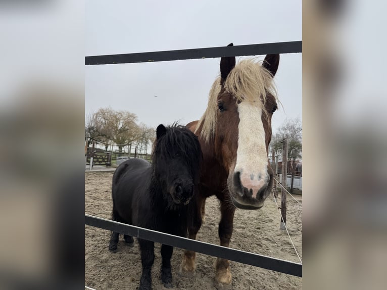 Kasztanowaty koń szwarcwaldzki Wałach 7 lat 156 cm Gniada in Purmerend