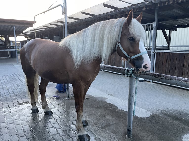 Kasztanowaty koń szwarcwaldzki Wałach 7 lat 160 cm Kasztanowata in Weinheim